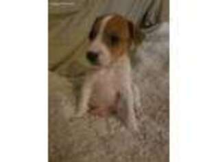 Rat Terrier Puppy for sale in Milford, CT, USA