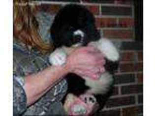 Newfoundland Puppy for sale in Bonnieville, KY, USA
