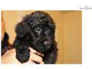 Portuguese Water Dog Puppy for sale in Guelph, Ontario, Canada