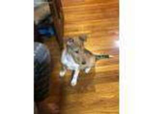Collie Puppy for sale in Worcester, MA, USA