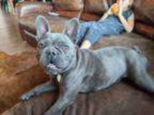 French Bulldog Puppy for sale in Thorp, WA, USA