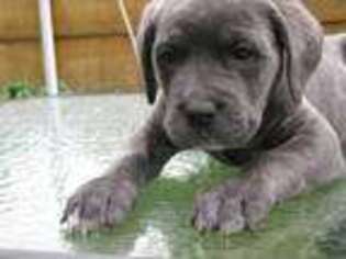 Cane Corso Puppy for sale in Syracuse, NY, USA