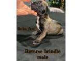 Cane Corso Puppy for sale in Homewood, IL, USA