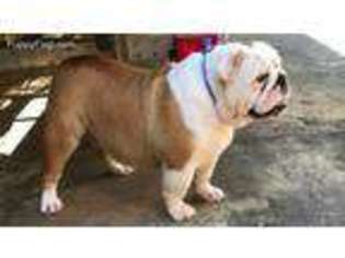 Bulldog Puppy for sale in Alpharetta, GA, USA