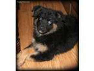 Australian Shepherd Puppy for sale in Dorset, OH, USA