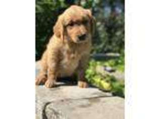 Golden Retriever Puppy for sale in Lancaster, NY, USA
