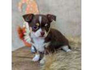 Chihuahua Puppy for sale in Piqua, KS, USA