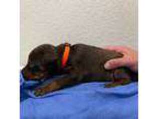Doberman Pinscher Puppy for sale in Colorado Springs, CO, USA