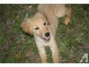 Golden Retriever Puppy for sale in FORT MYERS, FL, USA