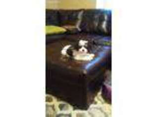 Cavachon Puppy for sale in Jackson, MI, USA