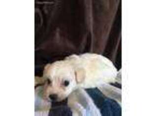 Cavachon Puppy for sale in Kerrville, TX, USA