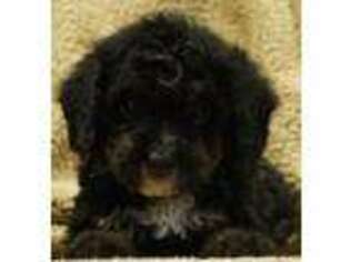 Mutt Puppy for sale in Levittown, PA, USA