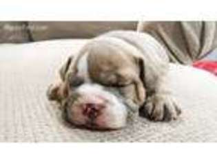 Bulldog Puppy for sale in Longview, TX, USA