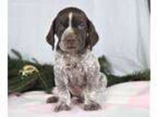 German Shorthaired Pointer Puppy for sale in Apple Creek, OH, USA