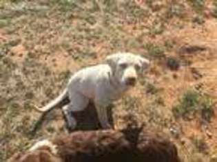 Labrador Retriever Puppy for sale in Lubbock, TX, USA