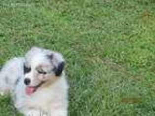 Australian Shepherd Puppy for sale in Pensacola, FL, USA