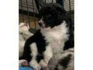 Mutt Puppy for sale in Arrington, TN, USA