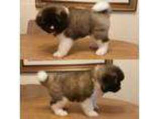 Akita Puppy for sale in Otsego, MI, USA