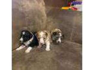 Shetland Sheepdog Puppy for sale in Kerrville, TX, USA