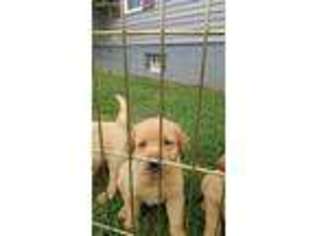 Labrador Retriever Puppy for sale in Kittanning, PA, USA
