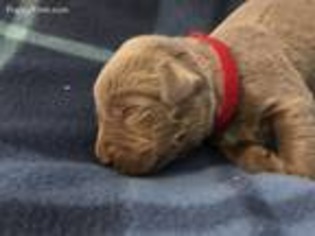 Labrador Retriever Puppy for sale in Foster, WV, USA