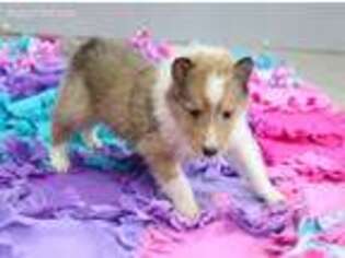 Collie Puppy for sale in New Haven, IN, USA