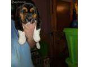 Basset Hound Puppy for sale in Ovid, NY, USA