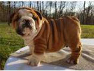 Bulldog Puppy for sale in Washington, IN, USA