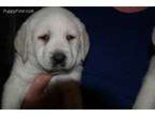 Labrador Retriever Puppy for sale in Garden City, MO, USA