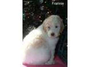 Mutt Puppy for sale in Muskegon, MI, USA
