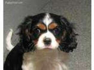 Cavalier King Charles Spaniel Puppy for sale in Vian, OK, USA