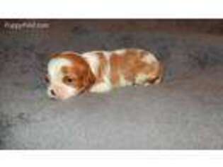 Cavalier King Charles Spaniel Puppy for sale in Chicago, IL, USA