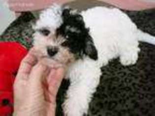 Havanese Puppy for sale in Telferner, TX, USA