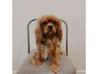 Cavalier King Charles Spaniel Puppy for sale in Salt Lake City, UT, USA