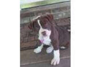 Alapaha Blue Blood Bulldog Puppy for sale in East Stroudsburg, PA, USA