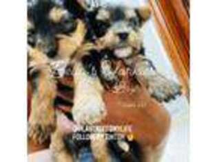 Yorkshire Terrier Puppy for sale in Concord, NC, USA