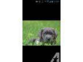 Labrador Retriever Puppy for sale in BLUE GRASS, IA, USA