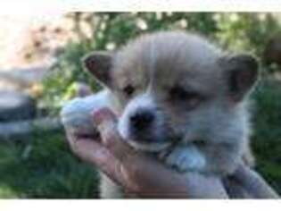 Pembroke Welsh Corgi Puppy for sale in Florence, CO, USA