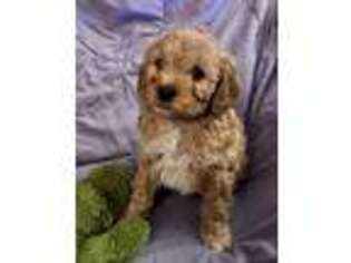 Goldendoodle Puppy for sale in Shelbyville, IN, USA