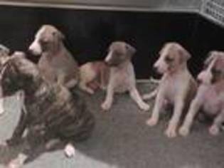 Whippet Puppy for sale in Pontypridd, , United Kingdom