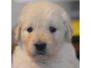 Golden Retriever Puppy for sale in Winnfield, LA, USA