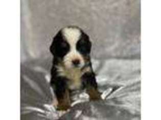 Bernese Mountain Dog Puppy for sale in Albany, NY, USA