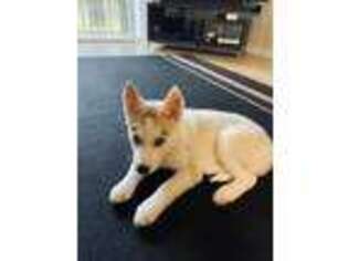 Siberian Husky Puppy for sale in Riverview, FL, USA