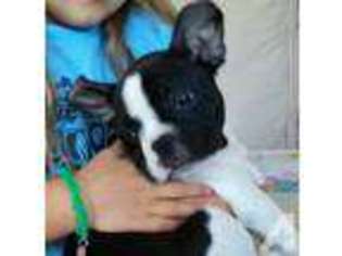 French Bulldog Puppy for sale in OREGONIA, OH, USA
