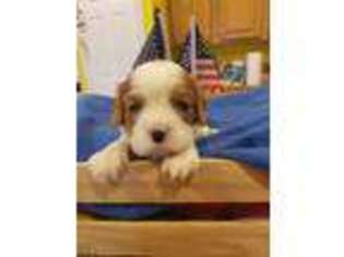 Cavalier King Charles Spaniel Puppy for sale in Fort Meade, FL, USA