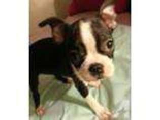 Boston Terrier Puppy for sale in MASTIC, NY, USA