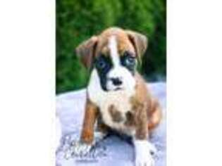 Boxer Puppy for sale in Millersburg, IN, USA