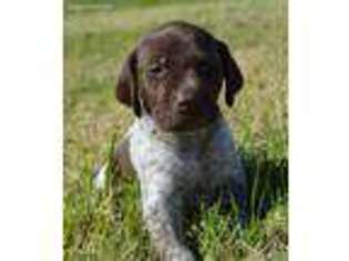 German Shorthaired Pointer Puppy for sale in Gilbert, AZ, USA