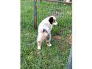 Australian Shepherd Puppy for sale in Rocky Mount, NC, USA