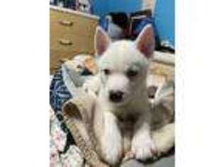 Siberian Husky Puppy for sale in Lilburn, GA, USA